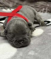Bruno, a male French Bulldog for sale in Rockford, IL – 4 of 7