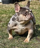Buddy, a male French Bulldog for sale in Rockford, IL – 6 of 6