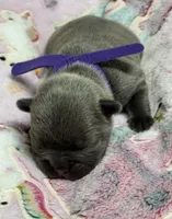 WILLOW, a female French Bulldog for sale in Rockford, IL – 2 of 10