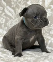 Bruno, a male French Bulldog for sale in Rockford, IL – 2 of 5