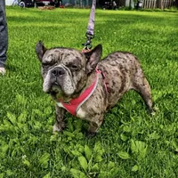Cruella, a female French Bulldog for sale in Rockford, IL – 2 of 4