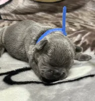 Brutus , a male French Bulldog for sale in Rockford, IL – 6 of 7
