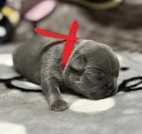 Bruno, a male French Bulldog for sale in Rockford, IL – 1 of 7