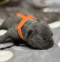Little Neo, a male French Bulldog for sale in Rockford, IL – 4 of 7