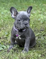 WILLOW, a female French Bulldog for sale in Rockford, IL – 2 of 2