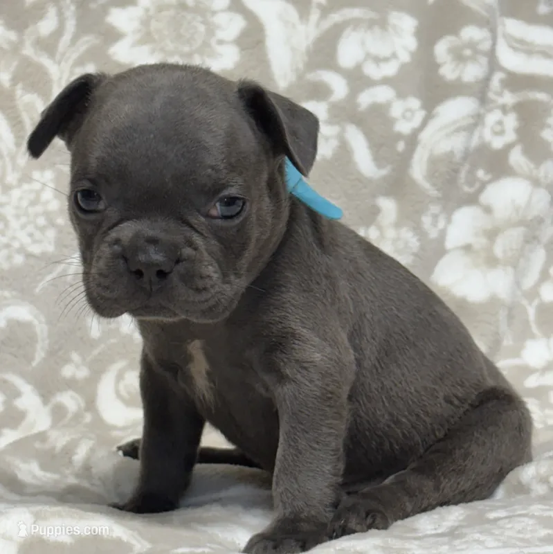 Bruno – French Bulldog puppy for sale in Rockford, IL