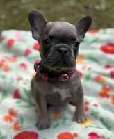 WINTER, a female French Bulldog for sale in Rockford, IL – 3 of 4