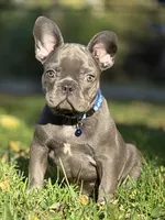 BRUTUS, a male French Bulldog for sale in Rockford, IL – 2 of 4