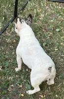Chick Pea , a female French Bulldog for sale in Rockford, IL – 6 of 7