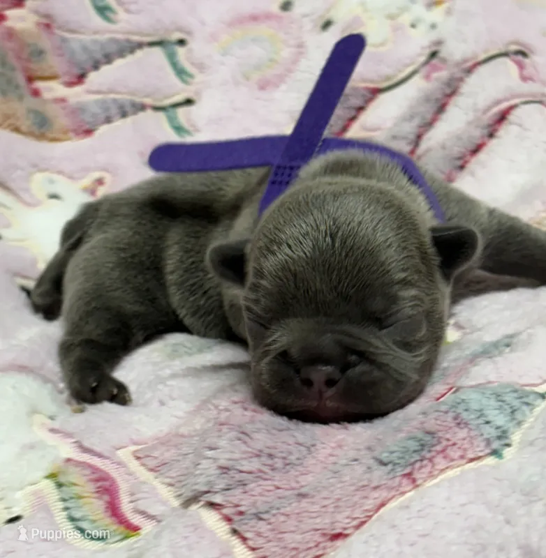 WILLOW – French Bulldog puppy for sale in Rockford, IL
