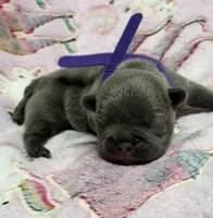 WILLOW, a female French Bulldog for sale in Rockford, IL – 1 of 10
