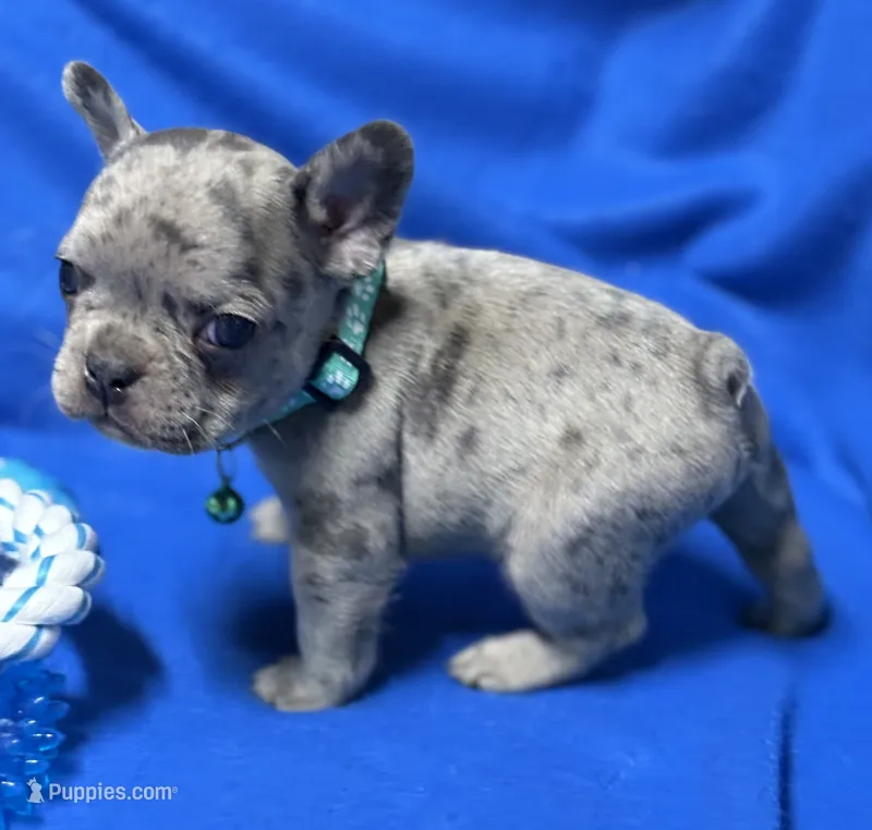 Giovanni  – French Bulldog puppy for sale in Rockford, IL