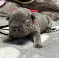 Bruno, a male French Bulldog for sale in Rockford, IL – 7 of 7