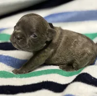 JET, a male French Bulldog for sale in Rockford, IL – 2 of 3