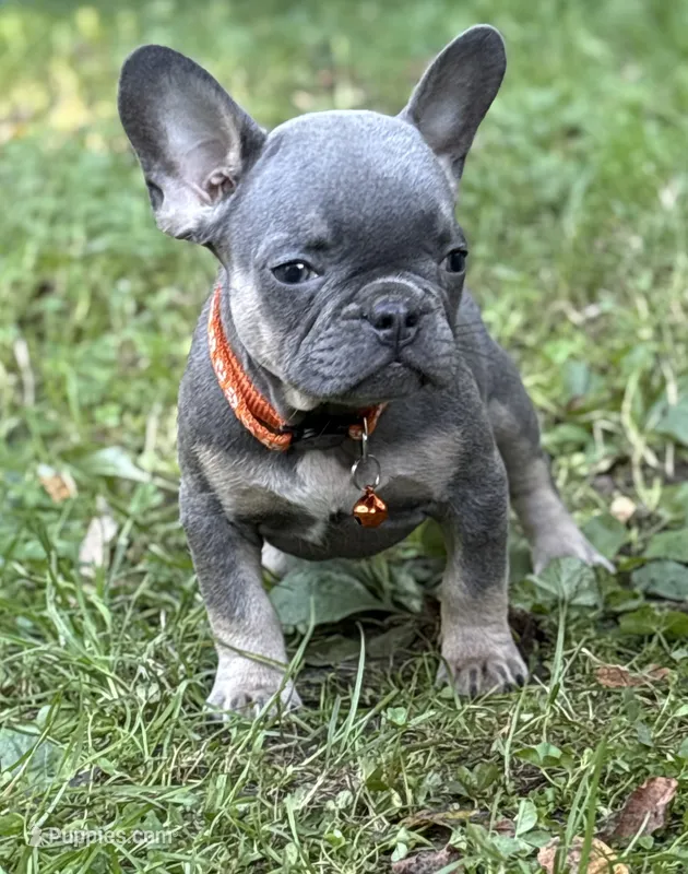 PEE WEE – French Bulldog puppy for sale in Rockford, IL