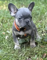 PEE WEE, a male French Bulldog for sale in Rockford, IL – 1 of 3