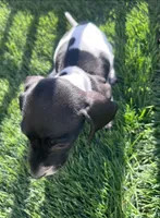 One, a male Dachshund for sale in Dixon, CA – 1 of 1