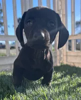 2, a male Dachshund for sale in Dixon, CA – 1 of 1