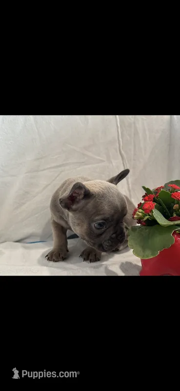 Prince – French Bulldog puppy for sale in Ocean Township, NJ