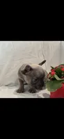 Prince, a male French Bulldog for sale in Ocean Township, NJ – 1 of 1