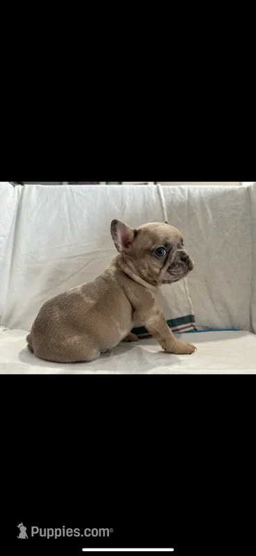 Scooby – French Bulldog puppy for sale in Ocean Township, NJ