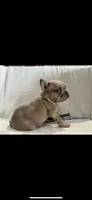 Scooby, a male French Bulldog for sale in Ocean Township, NJ – 1 of 1