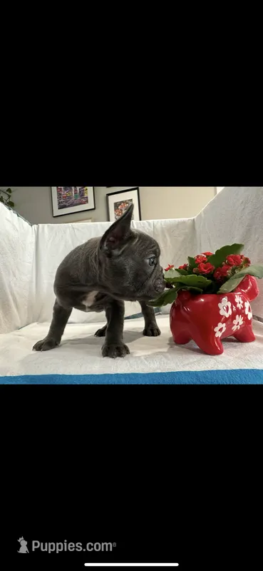 Lola – French Bulldog puppy for sale in Ocean Township, NJ