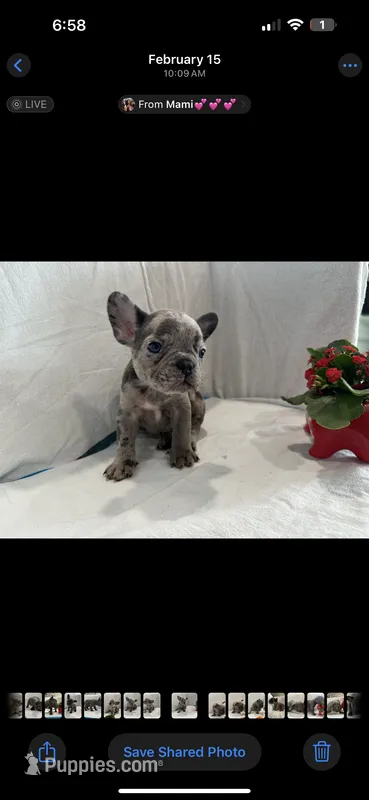 Oreo – French Bulldog puppy for sale in Ocean Township, NJ