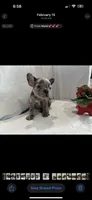 Oreo, a male French Bulldog for sale in Ocean Township, NJ – 1 of 2