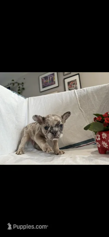 Rocco – French Bulldog puppy for sale in Ocean Township, NJ