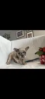Rocco, a male French Bulldog for sale in Ocean Township, NJ – 1 of 1