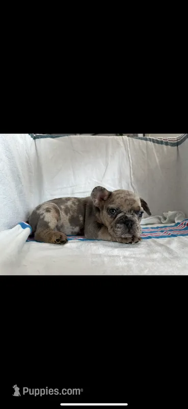 Stormi – French Bulldog puppy for sale in Ocean Township, NJ