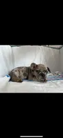 Stormi, a male French Bulldog for sale in Ocean Township, NJ – 1 of 1