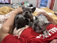 Oreo, a male French Bulldog for sale in Ocean Township, NJ – 2 of 2
