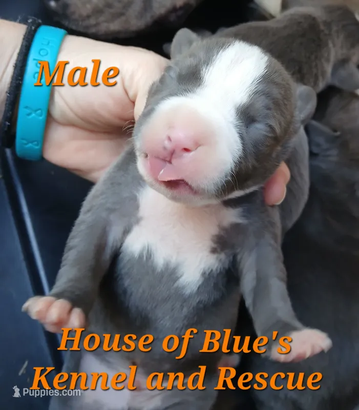 Orange Male - Blue Nose APBT – American Pit Bull Terrier puppy for sale in Delaware, OH