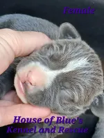 Purple Female - Blue Nose APBT, a female American Pit Bull Terrier for sale in Delaware, OH – 1 of 7