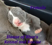 Purple Female - Blue Nose APBT, a female American Pit Bull Terrier for sale in Delaware, OH – 4 of 7