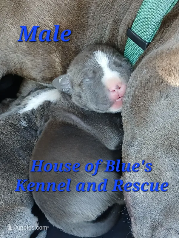 Blue Male - Blue Nose APBT – American Pit Bull Terrier puppy for sale in Delaware, OH