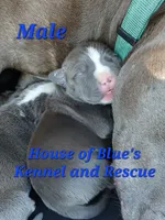 Blue Male - Blue Nose APBT, a male American Pit Bull Terrier for sale in Delaware, OH – 1 of 4