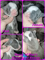 Pink Female - Blue Nose APBT, a female American Pit Bull Terrier for sale in Delaware, OH – 4 of 4