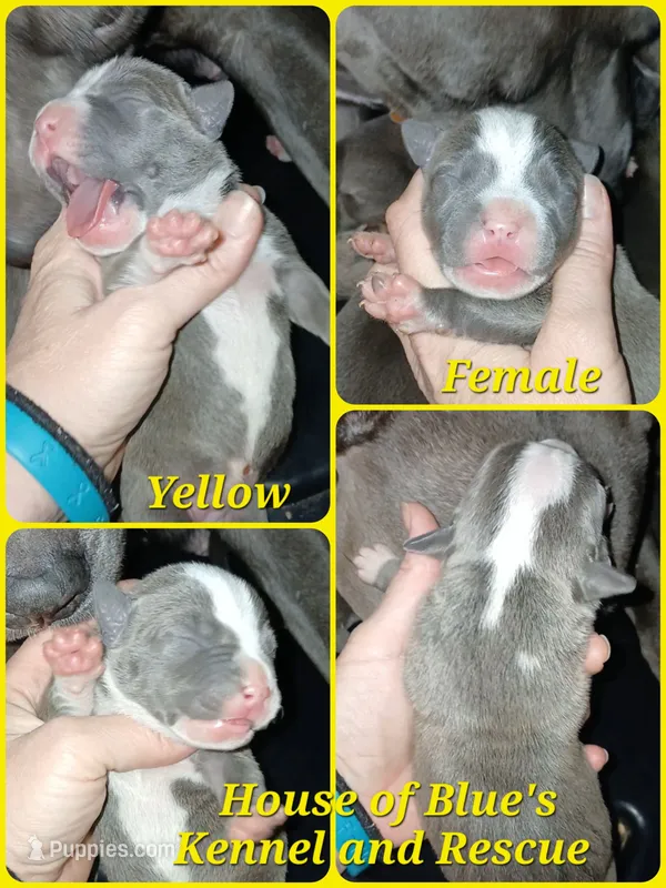 Yellow Female – American Pit Bull Terrier puppy for sale in Delaware, OH