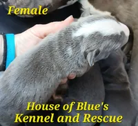 Yellow Female - Blue Nose APBT, a female American Pit Bull Terrier for sale in Delaware, OH – 3 of 7