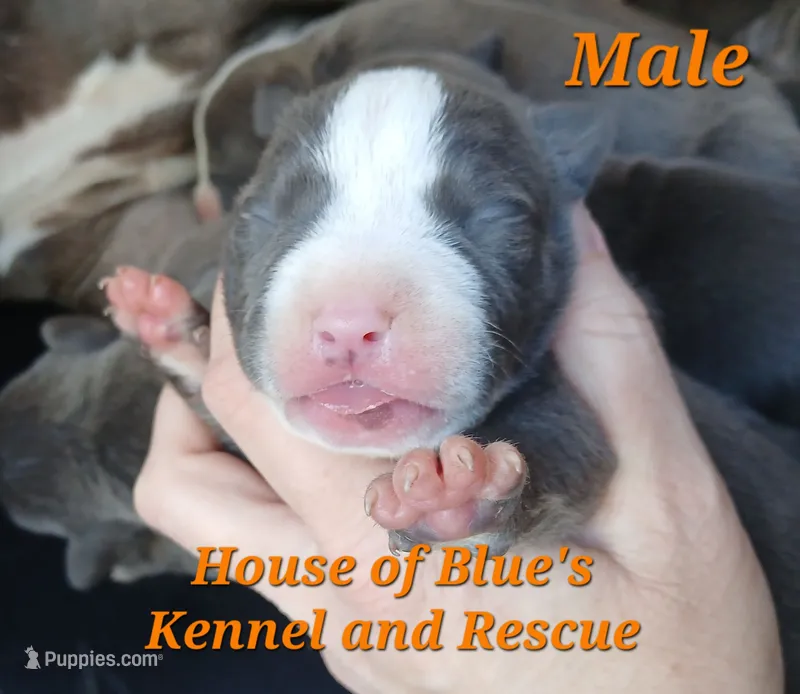 Orange Male - Blue Nose APBT – American Pit Bull Terrier puppy for sale in Delaware, OH