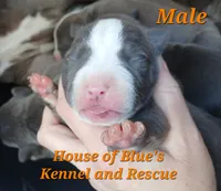 Orange Male - Blue Nose APBT, a male American Pit Bull Terrier for sale in Delaware, OH – 2 of 7