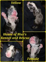 Yellow Female - Blue Nose APBT, a female American Pit Bull Terrier for sale in Delaware, OH – 6 of 7