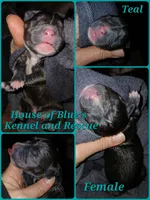 Teal Female, a female American Pit Bull Terrier for sale in Delaware, OH – 2 of 2