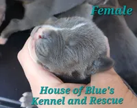 Teal Female - Blue Nose APBT, a female American Pit Bull Terrier for sale in Delaware, OH – 2 of 6