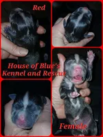Red Female, a female American Pit Bull Terrier for sale in Delaware, OH – 2 of 2