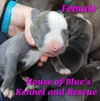Pink Female - Blue Nose APBT, a female American Pit Bull Terrier for sale in Delaware, OH – 2 of 4