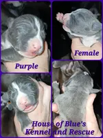 Purple Female - Blue Nose APBT, a female American Pit Bull Terrier for sale in Delaware, OH – 7 of 7